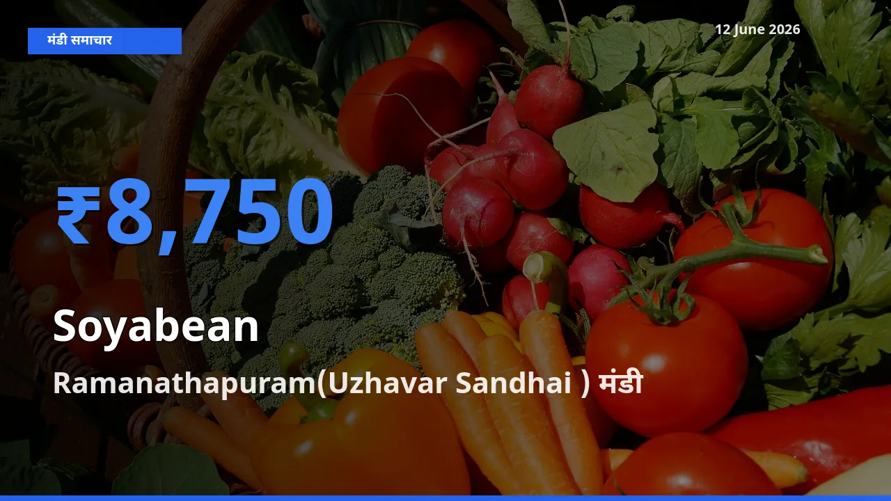 आज सोयाबीन के सबसे ऊँचे दाम ₹8,750 Ramanathapuram(Uzhavar Sandhai ) मंडी में