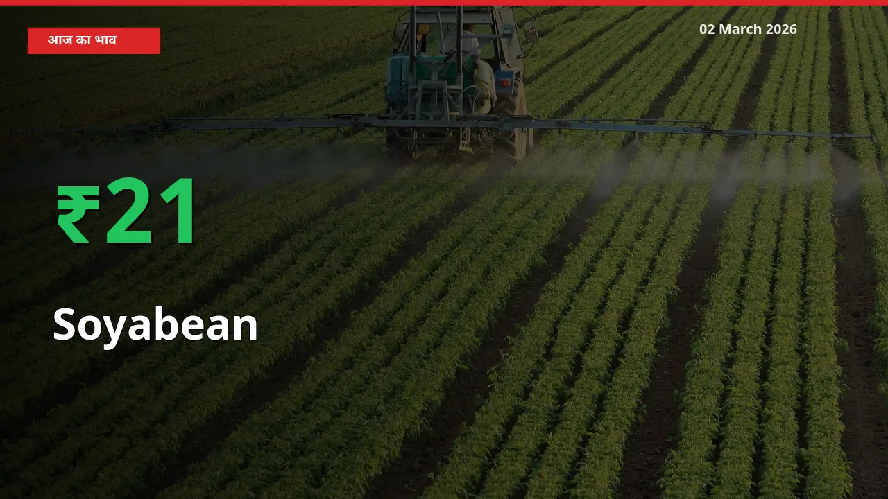 अचानक तेजी! मंडी में Soyabean के दाम 20.95% चढ़े
