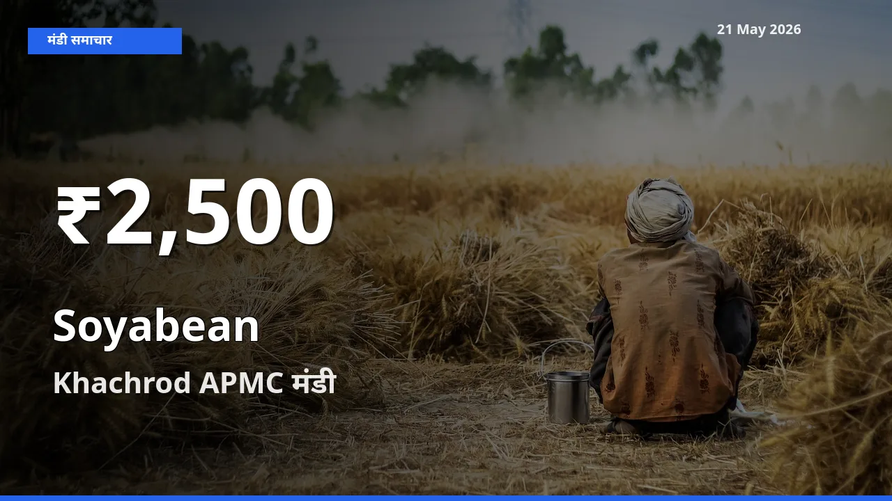 Khachrod APMC में सोयाबीन के दाम 30 दिन के न्यूनतम स्तर पर, आज का मंडी भाव देखें