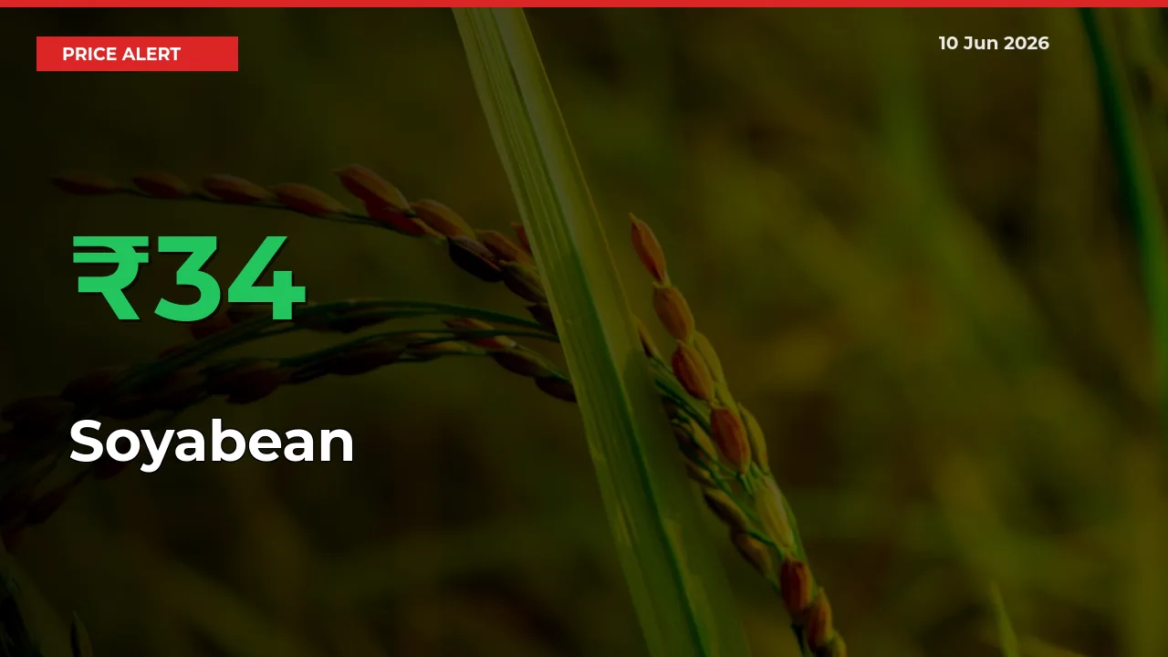 Soyabean Mandi Rate Today: Prices Jump 33.55% at Market
