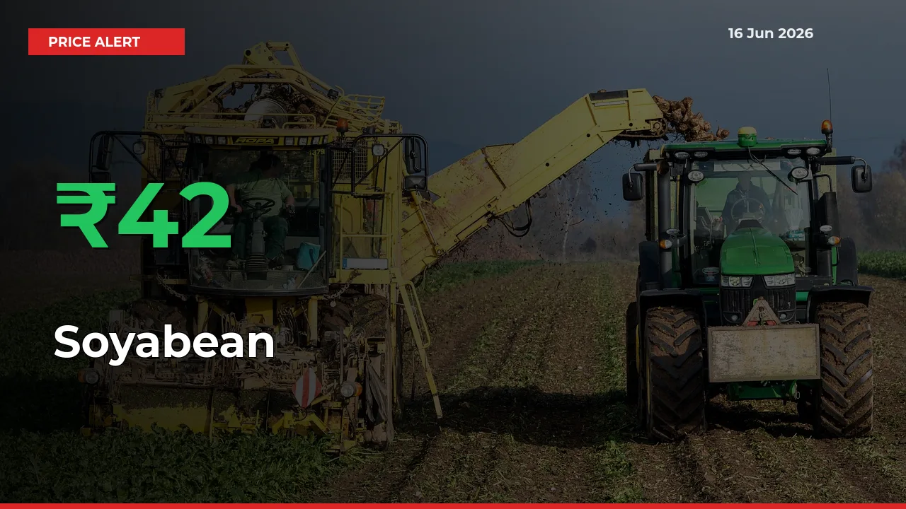 41.56% Spike in Soyabean Prices – Mandi Sees Sudden Rally