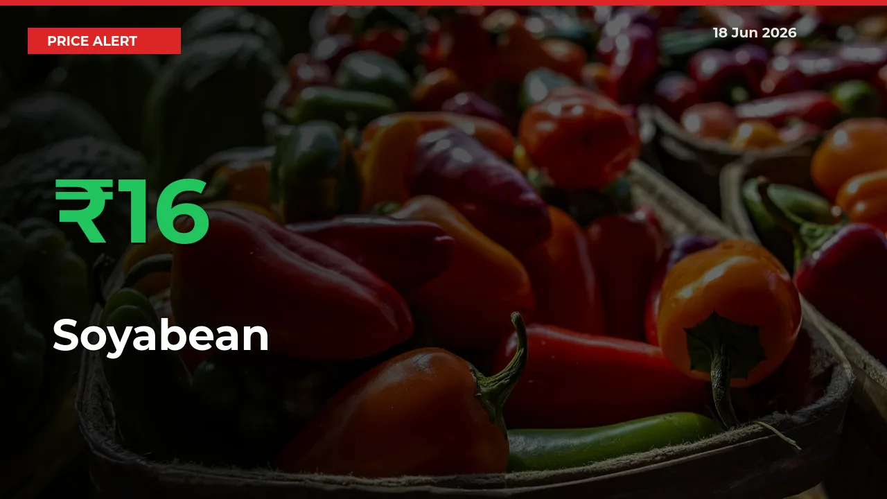 Sudden 16.16% Rally in Soyabean Prices Across Mandis