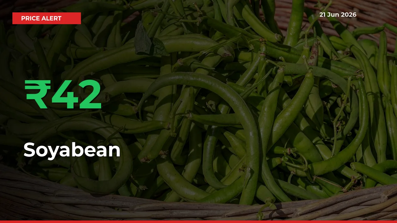 Sharp Jump! Soyabean Prices Climb 42.21% in 24 Hours at Key Mandis