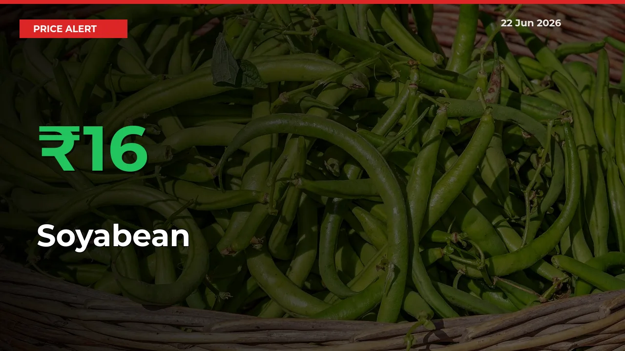 16.29% Spike in Soyabean Prices – Mandi Sees Sudden Rally