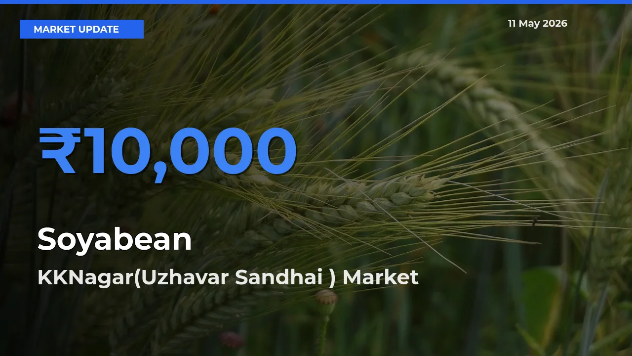 Top Performer! KKNagar(Uzhavar Sandhai ) Offers Best Soyabean Price Today