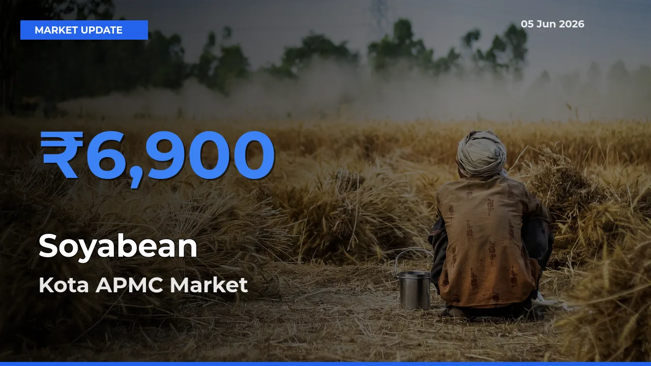 Farmers Prefer Kota APMC as Soyabean Hits Highest Rate