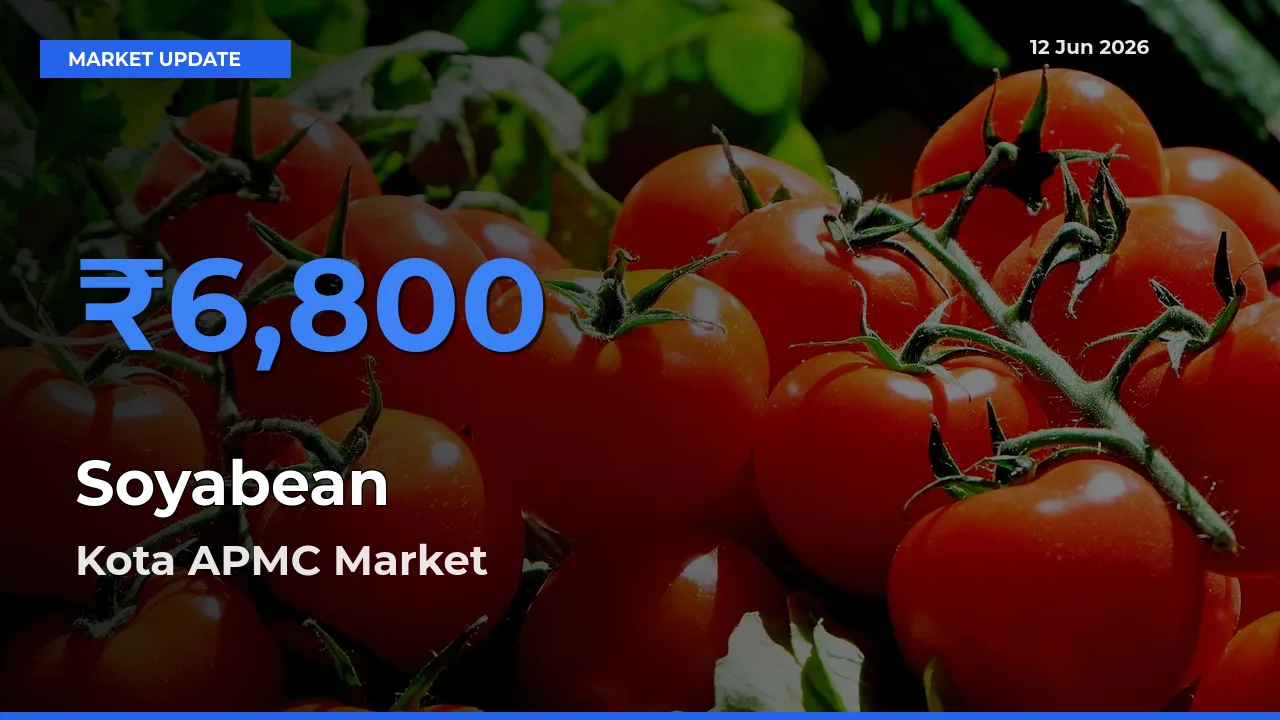 Kota APMC Leads as Top Mandi for Soyabean Prices
