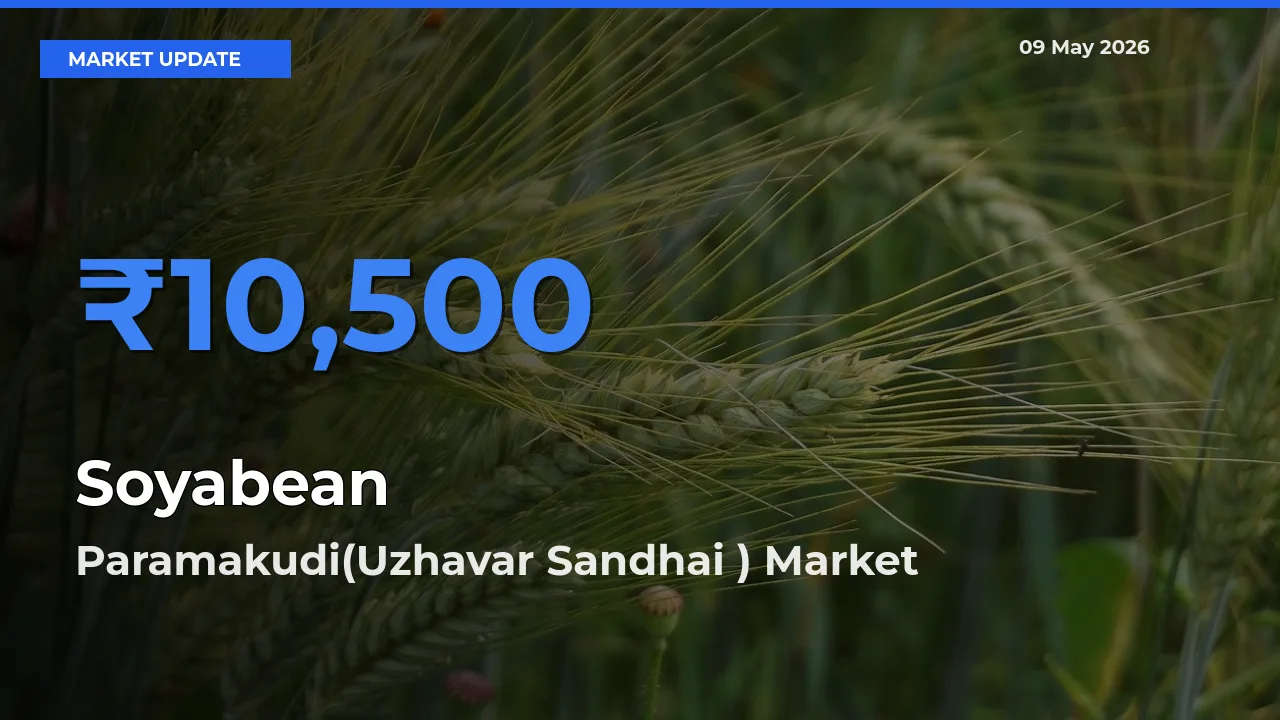 Paramakudi(Uzhavar Sandhai ) Leads as Top Mandi for Soyabean Prices