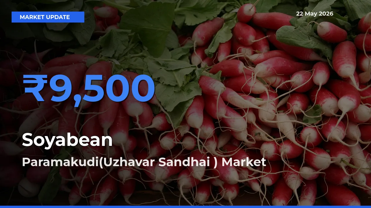 Paramakudi(Uzhavar Sandhai ) Emerges as Top Mandi for Soyabean Prices Today