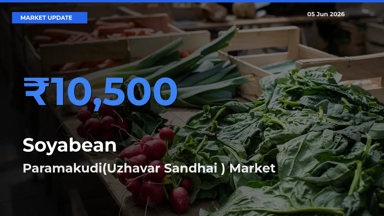 Farmers Prefer Paramakudi(Uzhavar Sandhai ) as Soyabean Hits Highest Rate