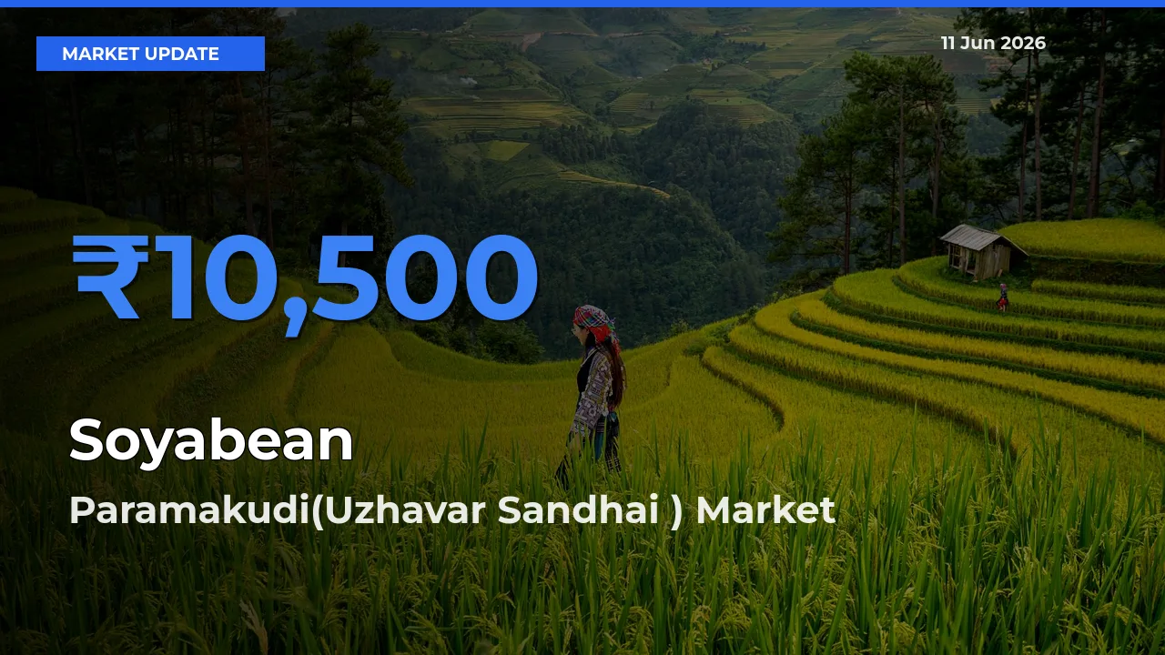 Paramakudi(Uzhavar Sandhai ) Leads as Top Mandi for Soyabean Prices