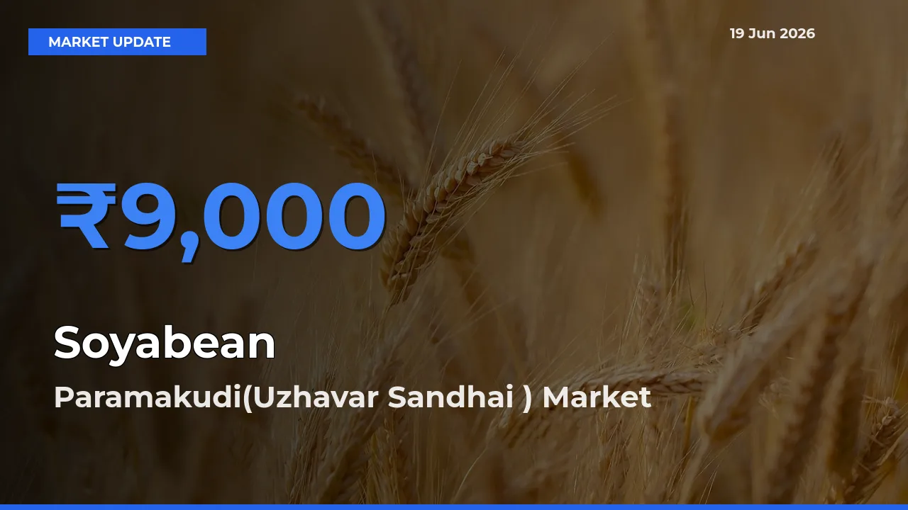 Market Watch: Paramakudi(Uzhavar Sandhai ) Becomes Top Mandi for Soyabean