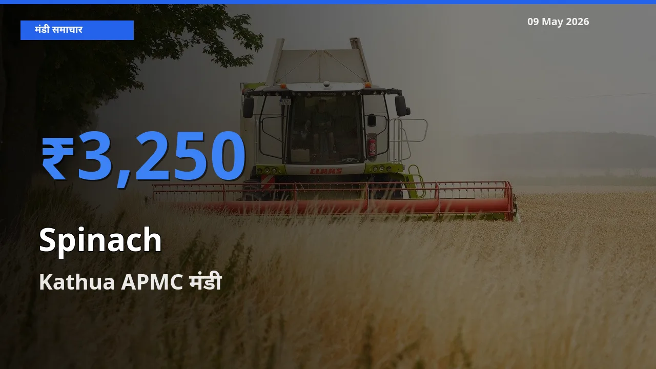 टॉप मंडी बना Kathua APMC! पालक के सबसे ऊँचे दाम यहीं दर्ज