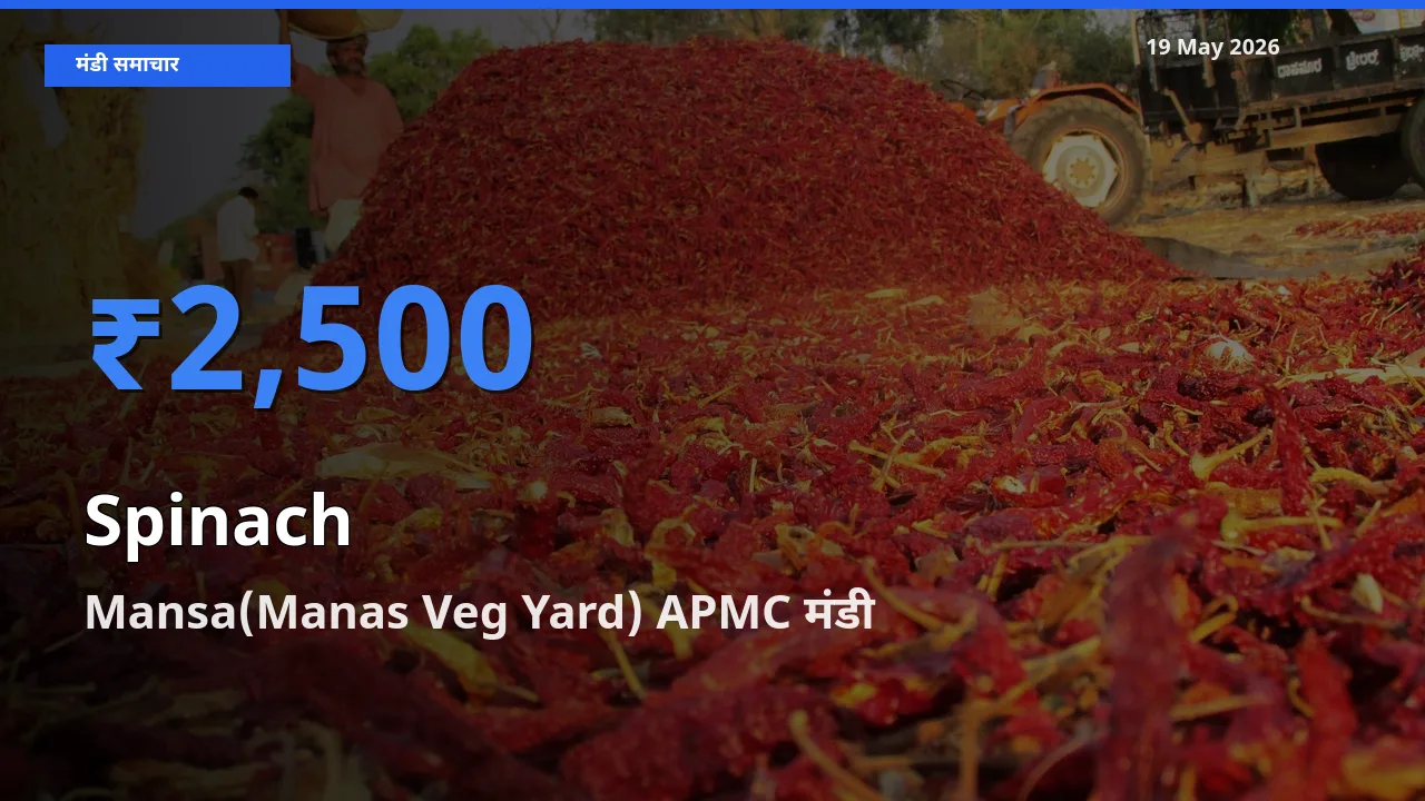 टॉप मंडी बना Mansa(Manas Veg Yard) APMC! पालक के सबसे ऊँचे दाम यहीं दर्ज