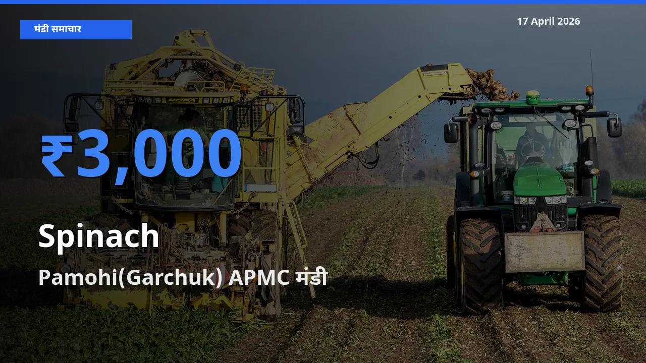 Pamohi(Garchuk) APMC मंडी में आज पालक के सबसे ऊँचे दाम दर्ज