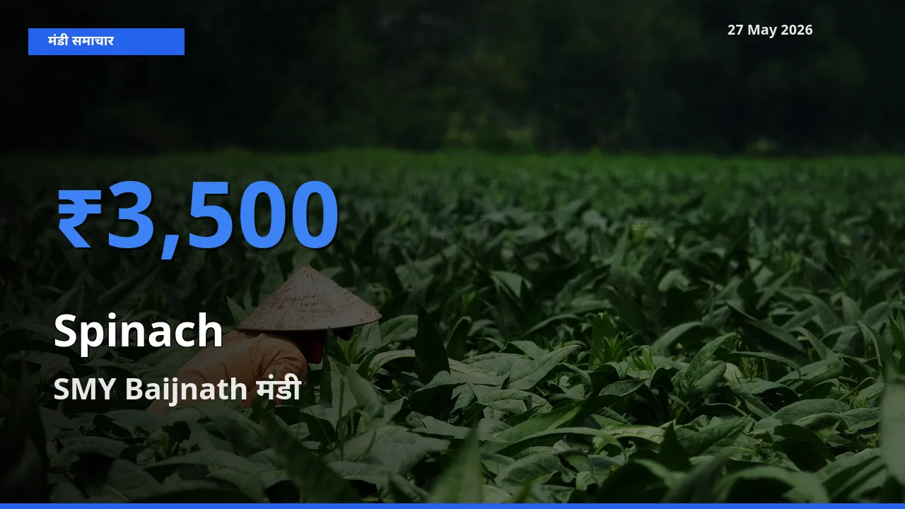 टॉप मंडी बना SMY Baijnath! पालक के सबसे ऊँचे दाम यहीं दर्ज