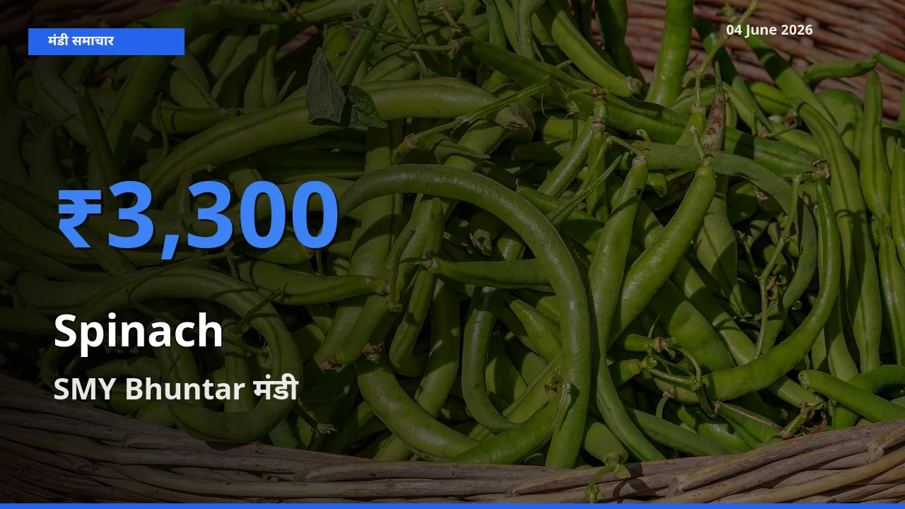 04 June अपडेट: पालक के सबसे ऊँचे दाम SMY Bhuntar मंडी में