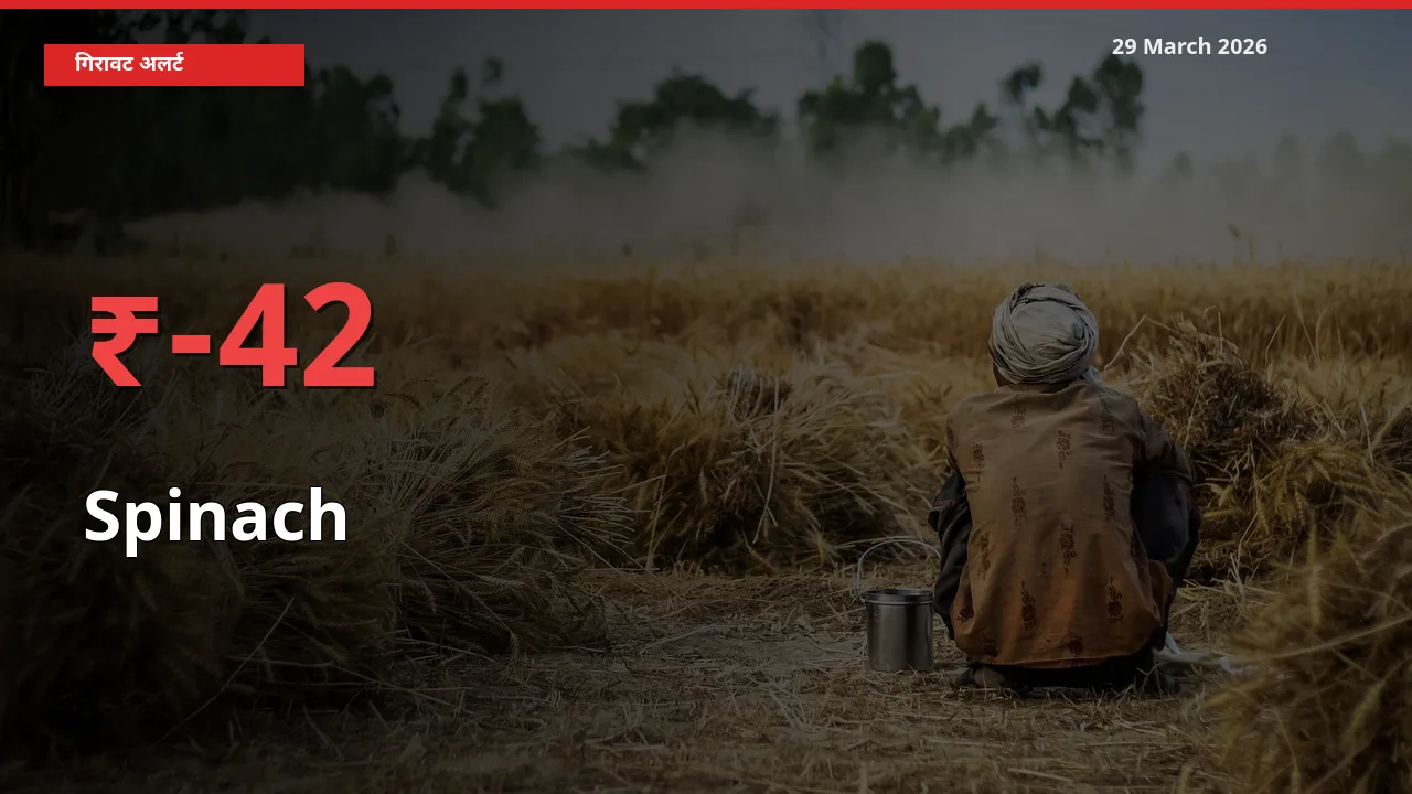 स्थानीय मंडी में पालक के दाम अचानक 42.23% गिरे, किसानों की चिंता बढ़ी
