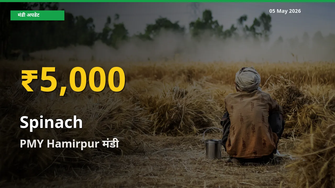 रिकॉर्ड तेज़ी! PMY Hamirpur में पालक ₹5,000 पर पहुँचा