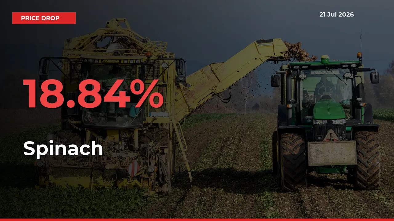 Spinach Falls 18.84% at Mandis