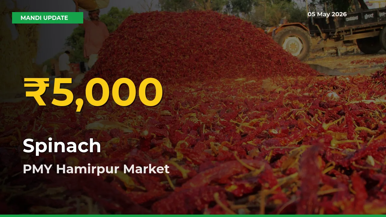 Spinach Price Rally Continues – PMY Hamirpur Hits Fresh High Today