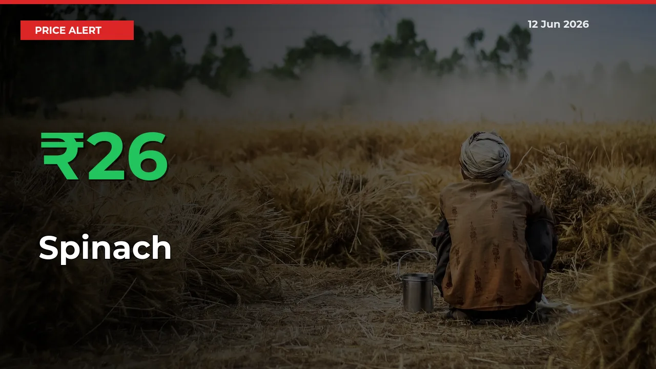 25.56% Spike in Spinach Prices – Mandi Sees Sudden Rally