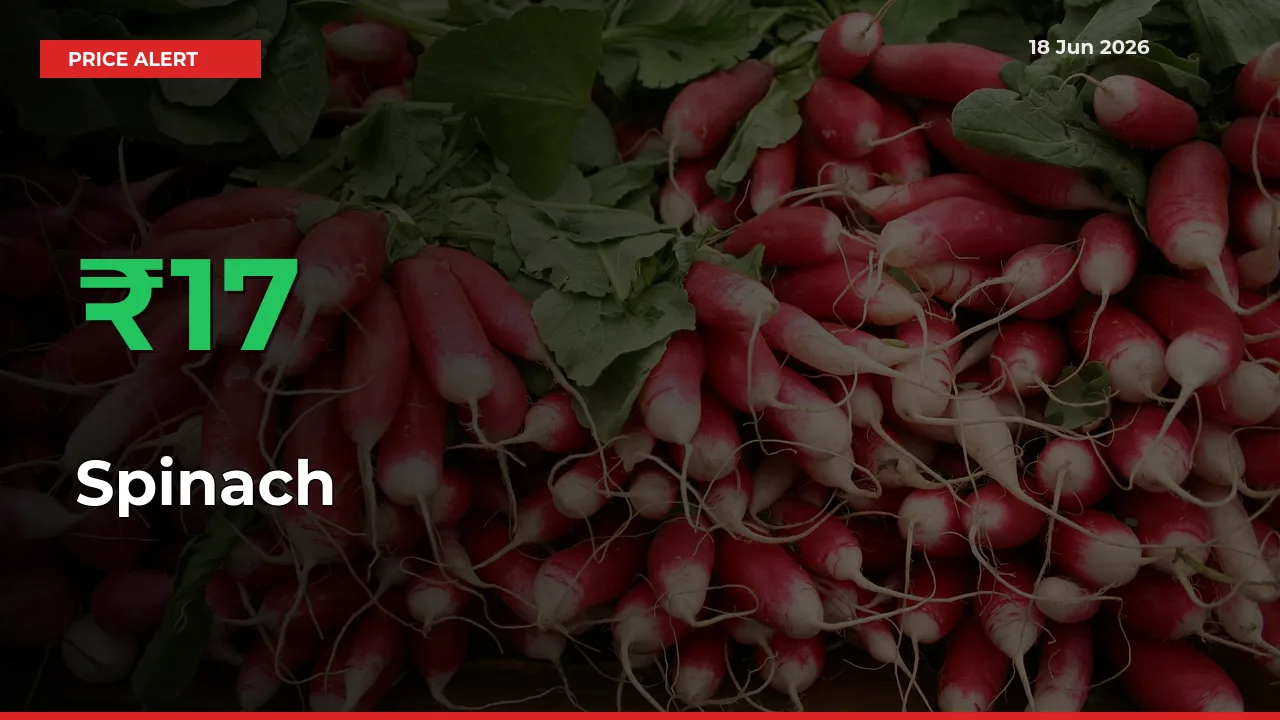Spinach Prices Rise 16.76% in a Day at Major Mandis