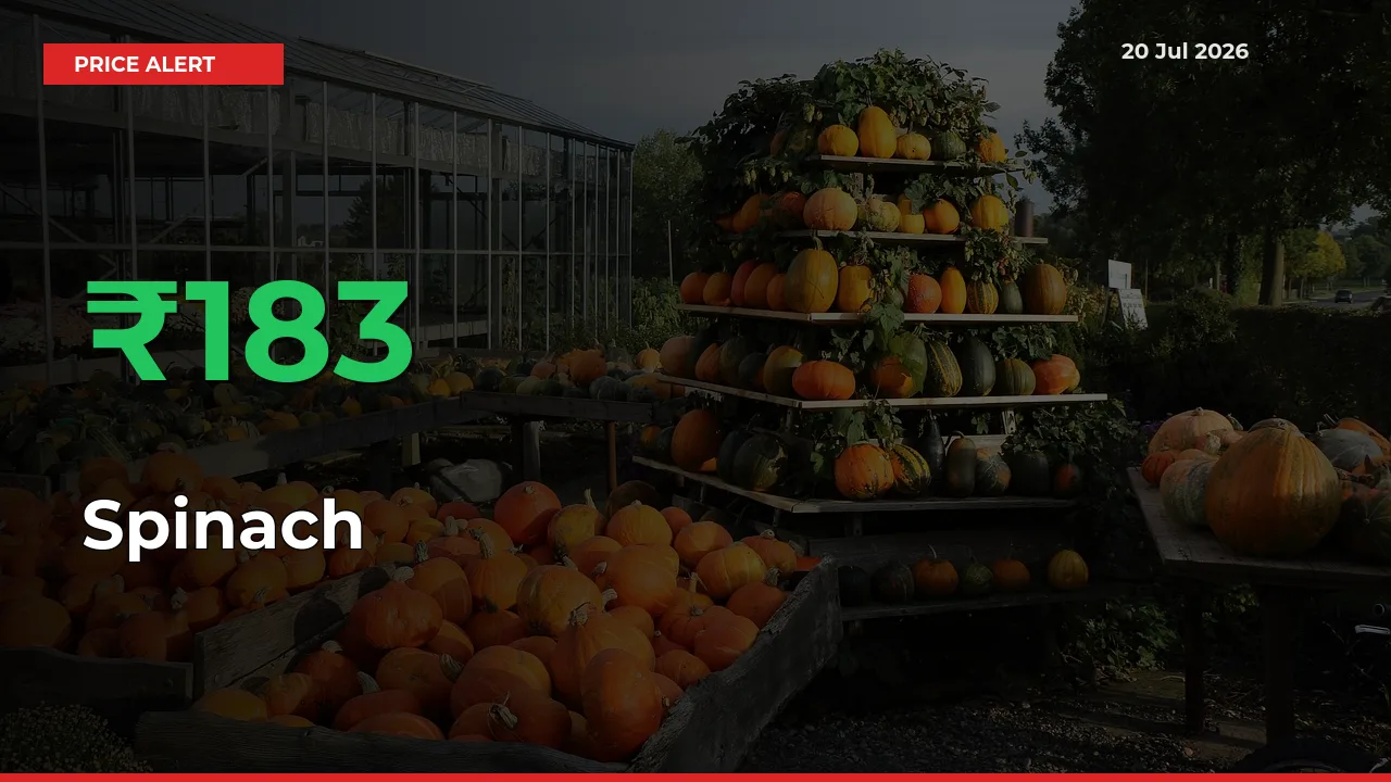 Farmers Cheer as Spinach Prices Surge 183.29% in Local Mandis