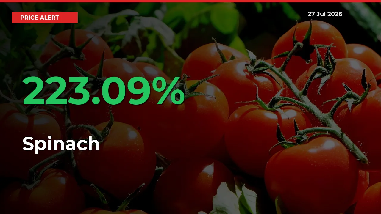 Sharp Jump! Spinach Prices Climb 223.09% in 24 Hours at Key Mandis