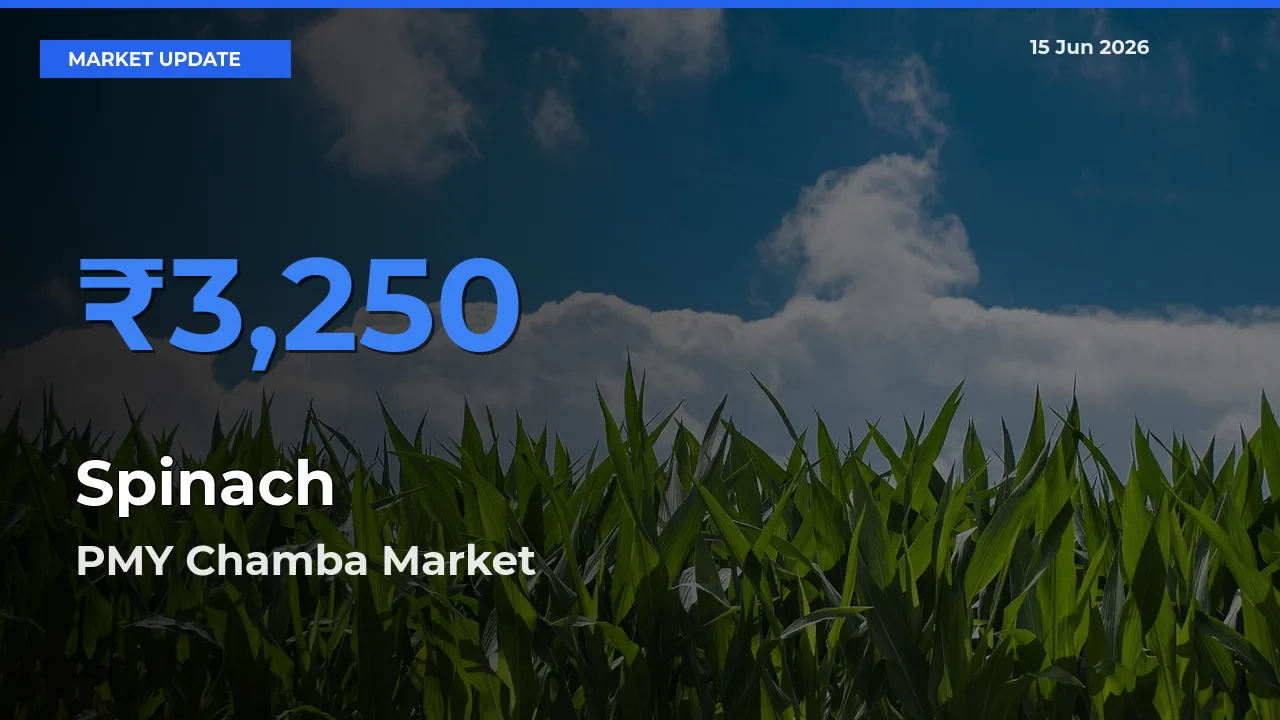 PMY Chamba Records Highest ₹3,250 Rate for Spinach