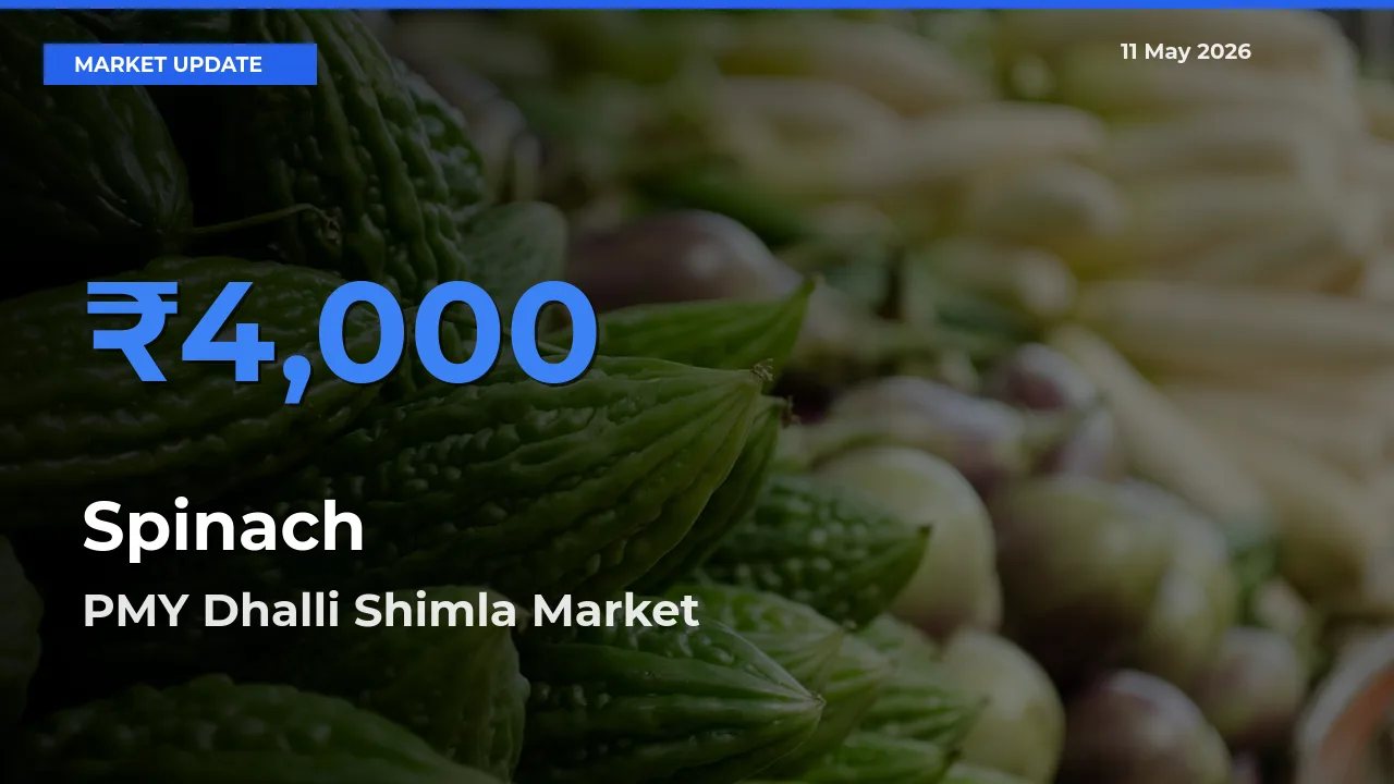 PMY Dhalli Shimla Tops Spinach Mandi Rates Today