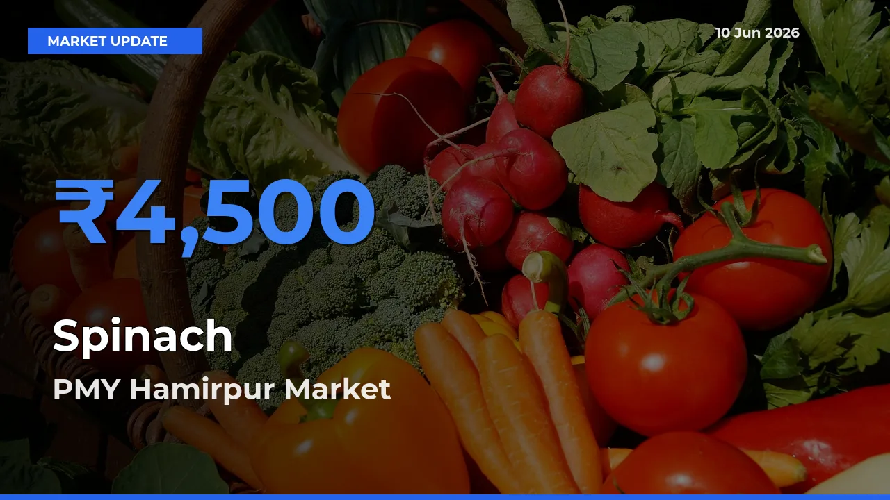 Farmers Prefer PMY Hamirpur as Spinach Hits Highest Rate