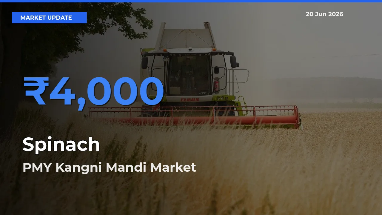 Spinach Mandi Rate Today: PMY Kangni Mandi Tops the List