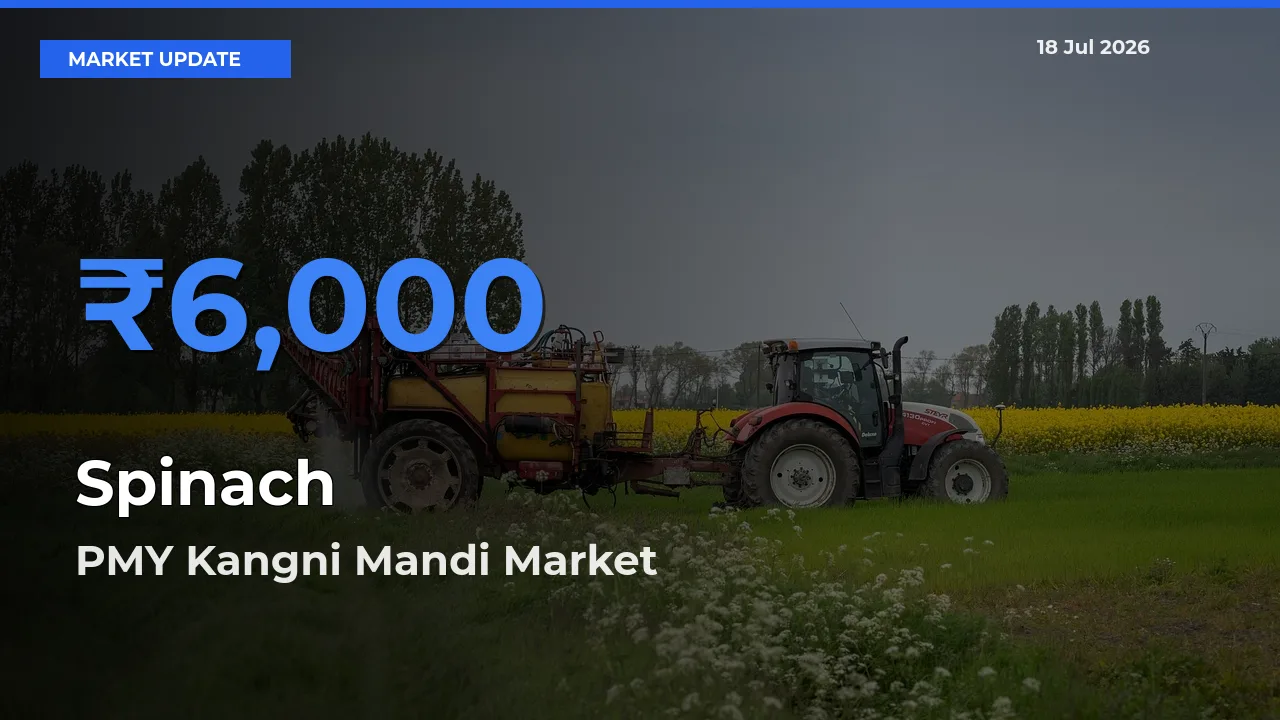 PMY Kangni Mandi Emerges as Top Mandi for Spinach Prices Today
