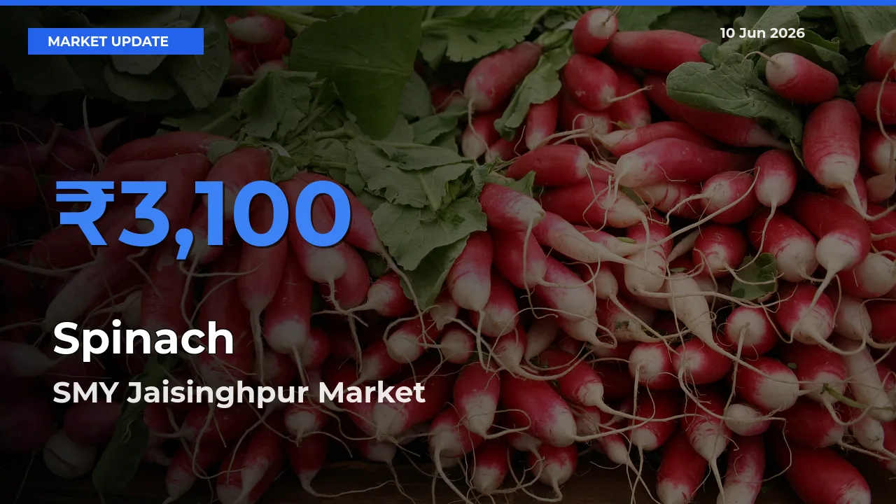 SMY Jaisinghpur Emerges as Top Mandi for Spinach Prices Today