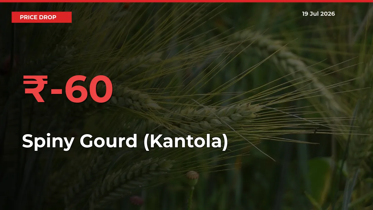 Farmers Alert as Spiny Gourd (Kantola) Prices Slide 59.93% in Local Mandis