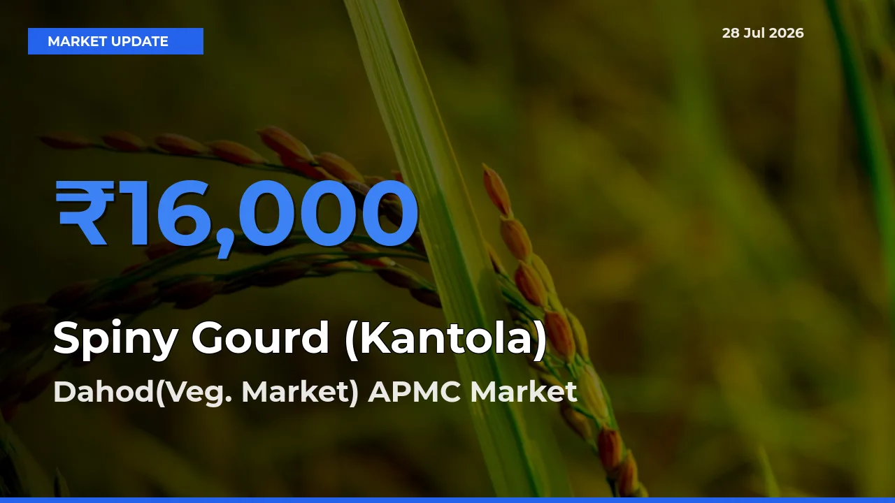 Market Watch: Dahod(Veg. Market) APMC, Gujarat Becomes Top Mandi for Spiny Gourd (Kantola)