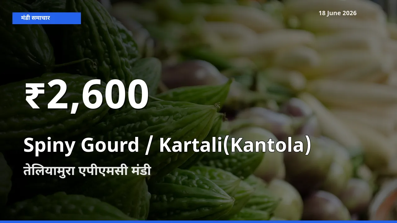 रिकॉर्ड गिरावट नहीं, लेकिन 30 दिन का न्यूनतम! तेलियामुरा एपीएमसी में Spiny Gourd / Kartali(Kantola)
 के दाम फिसले