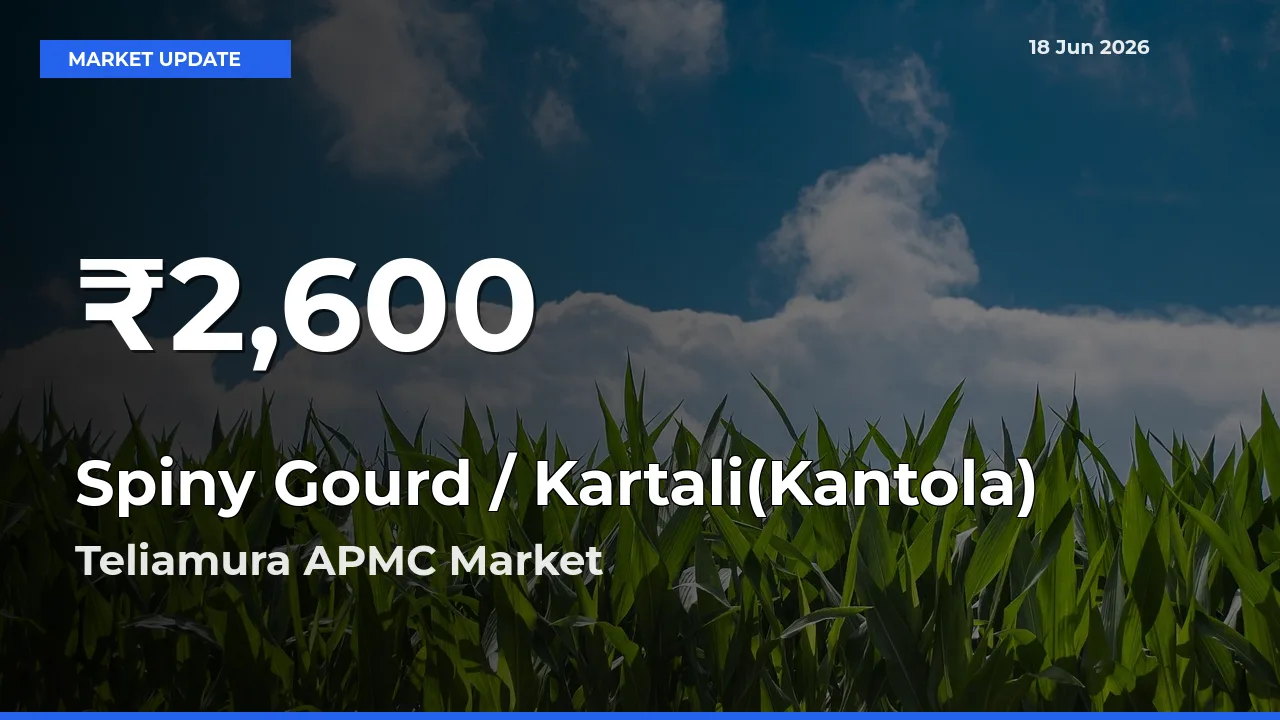 Big Drop! Spiny Gourd / Kartali(Kantola)
Slides to 30-Day Low at Teliamura APMC