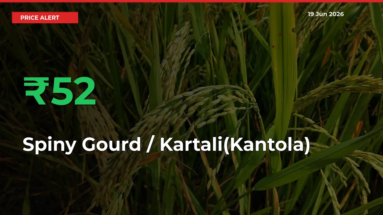 Why Spiny Gourd / Kartali(Kantola)
Prices Rose 51.79% in a Day at Mandis