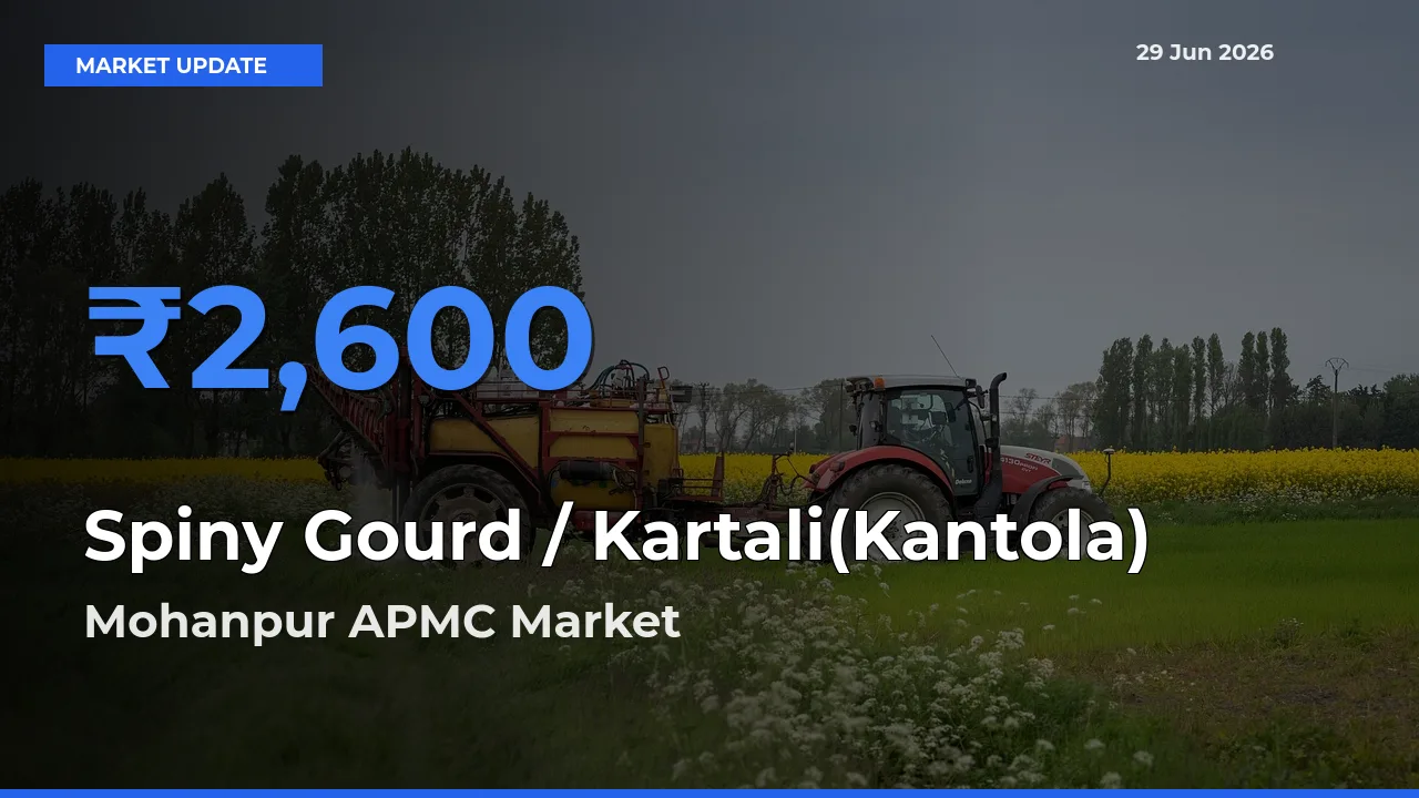 Top Performer! Mohanpur APMC Offers Best Spiny Gourd / Kartali(Kantola)
 Price Today