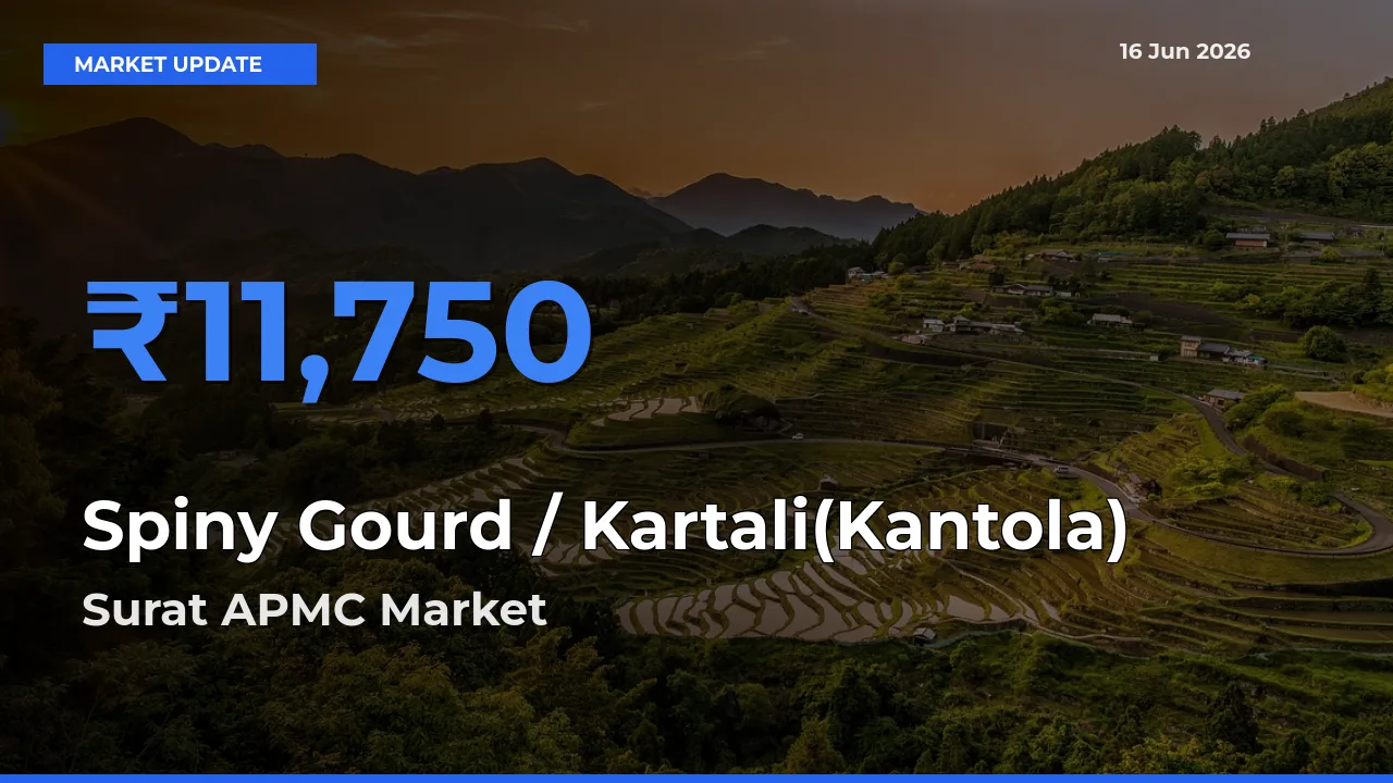 Farmers Prefer Surat APMC as Spiny Gourd / Kartali(Kantola)
Hits Highest Rate