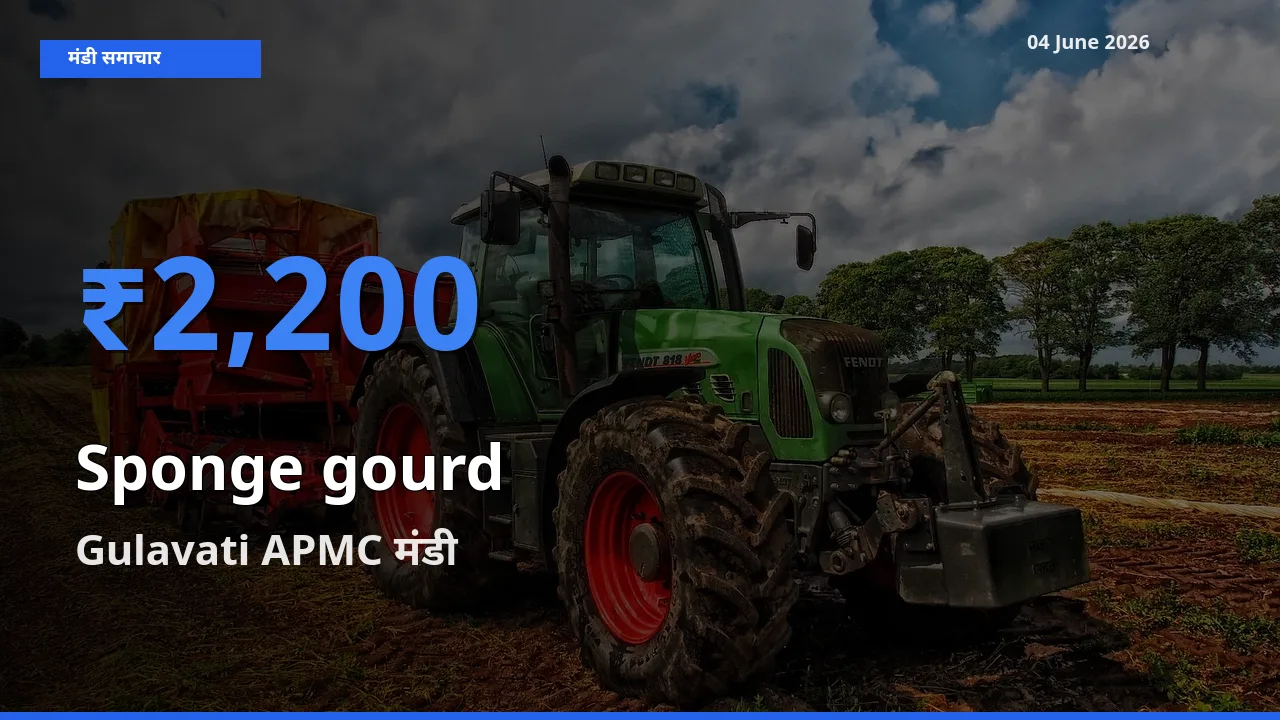 Gulavati APMC मंडी में तोरई (नेनुआ) ₹2,200 पर पहुँचा – आज का सर्वोच्च भाव