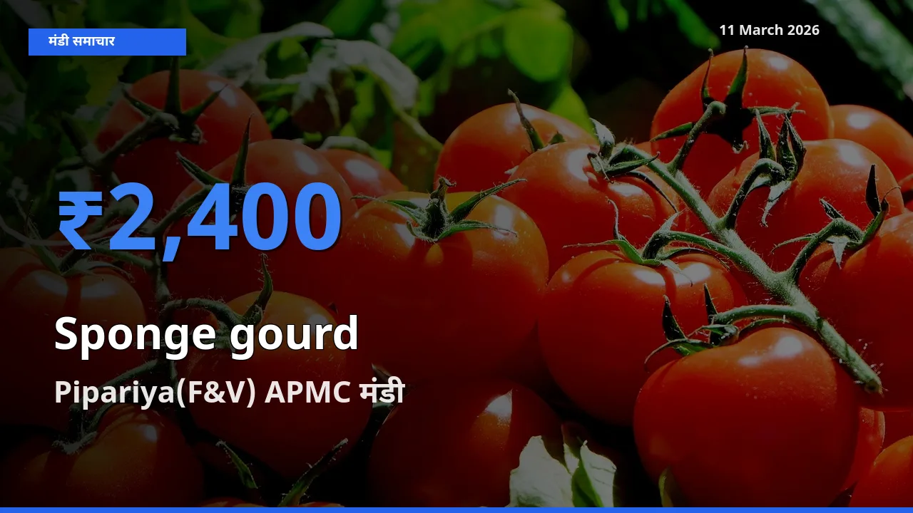 किसानों की पसंद बना Pipariya(F&V) APMC, तोरई (नेनुआ) के सबसे अच्छे दाम