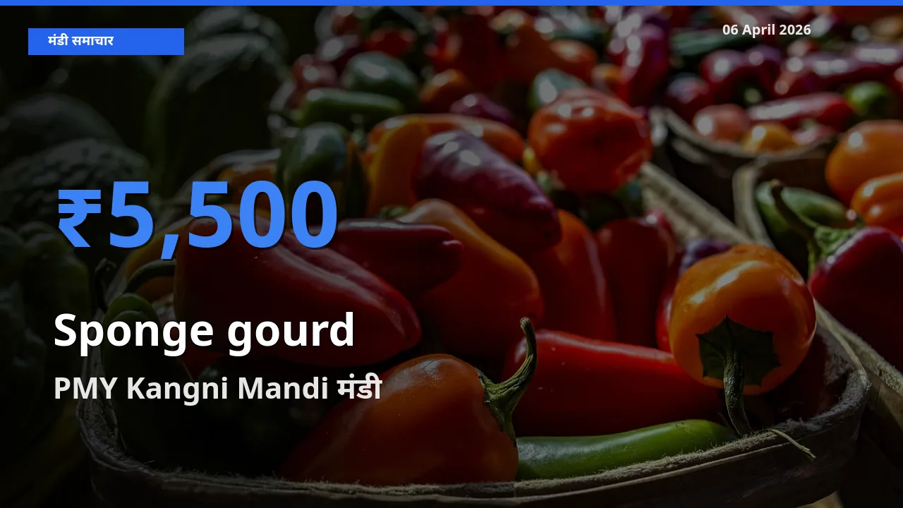 टॉप मंडी बना PMY Kangni Mandi! तोरई (नेनुआ) के सबसे ऊँचे दाम यहीं दर्ज