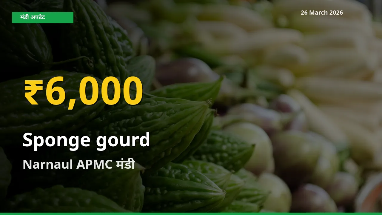 आज Narnaul APMC में तोरई (नेनुआ) के दाम रिकॉर्ड स्तर पर, ताज़ा मंडी भाव जानें