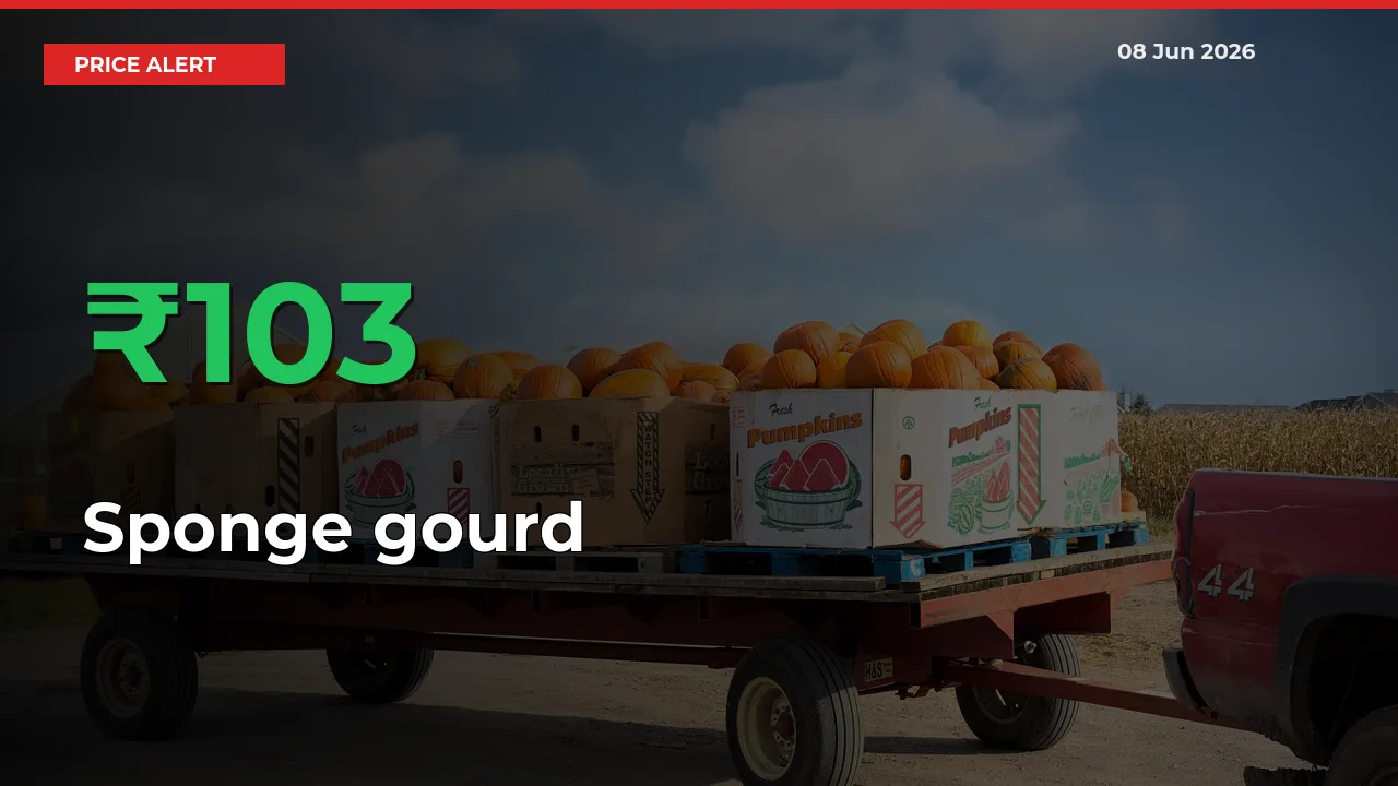 This Mandi Records 103.03% Jump in Sponge gourd Prices