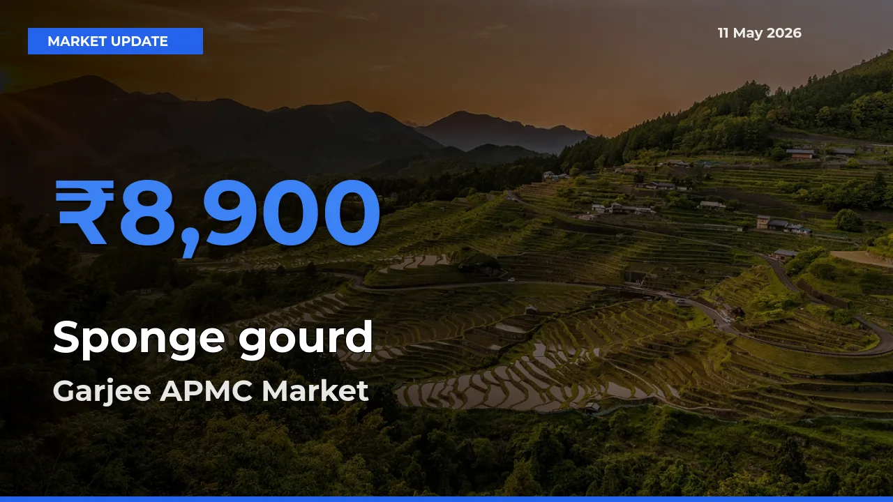 Garjee APMC Leads as Top Mandi for Sponge gourd Prices