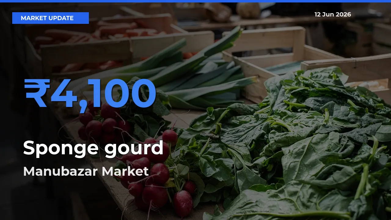 Market Watch: Manubazar Becomes Top Mandi for Sponge gourd