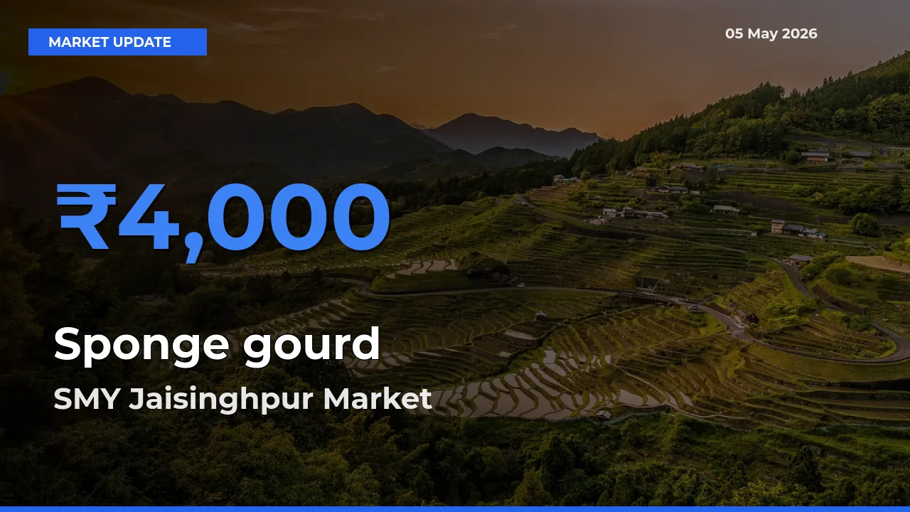 SMY Jaisinghpur Records Highest ₹4,000 Rate for Sponge gourd